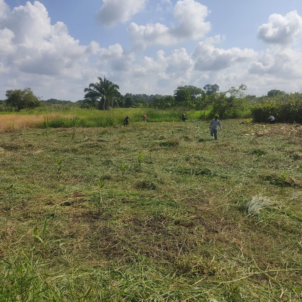 POE_OTP_Guatemala Forest Restoring